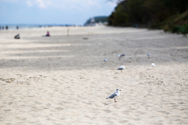 Möwen am Strand Möwen am Strand